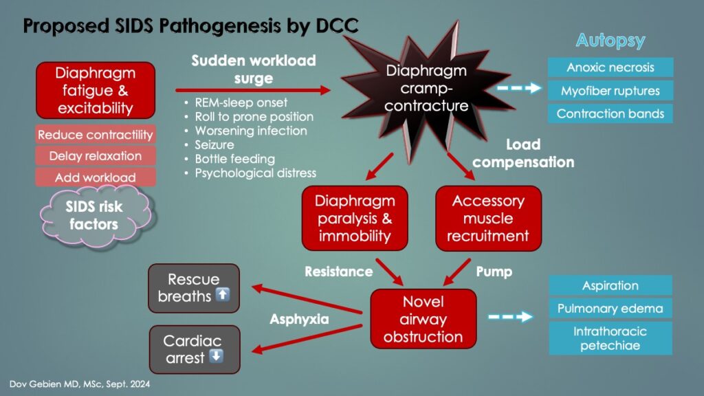 Diaphragm cramp respiratory arrest in SIDS flow diagram by D. Gebien MD 2024.